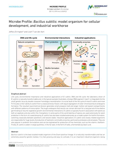 Microbe Profile: Bacillus subtilis: model organism for cellular .